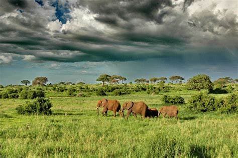 Image of serengeti_ational_park