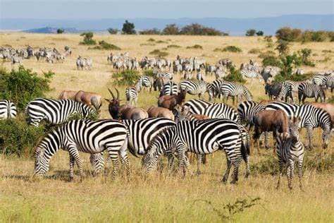 Image of amboseli_national_park