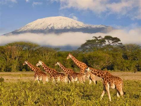 amboseli_national_park