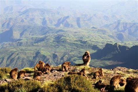 Image of simien_mountains_national_park