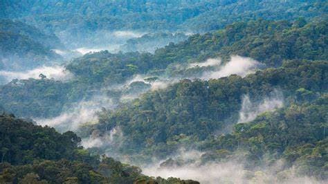 bwindi_impenetrable_forest