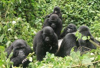 Image of bwindi_impenetrable_forest