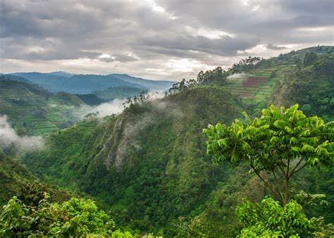 Image of bwindi_impenetrable_forest
