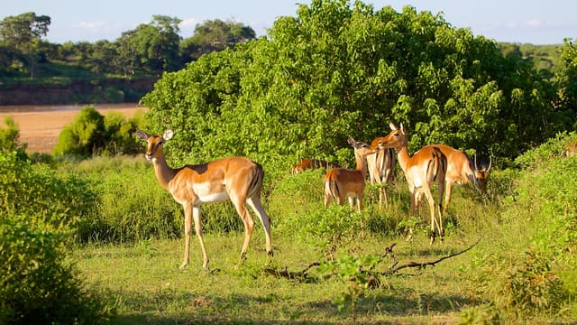 Image of kruger_national_park