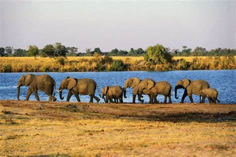 Image of chobe_national_park
