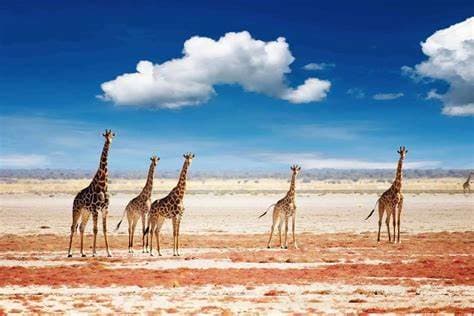 etosha_national_park