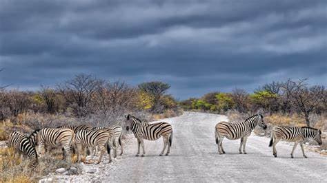 Image of etosha_national_park