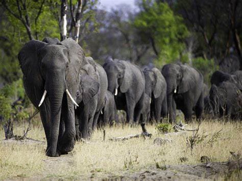 hwange_national_park