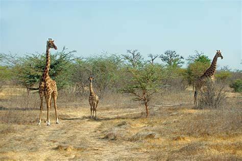 Image of bandia_wildlife_reserve