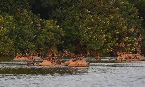 Image of tiwai_island_wildlife_sanctuary