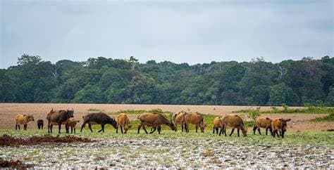 loango_national_park