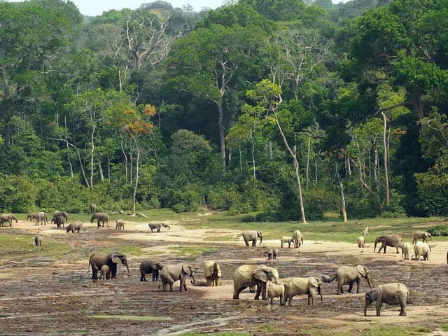Image of dzanga_sangha_reserve