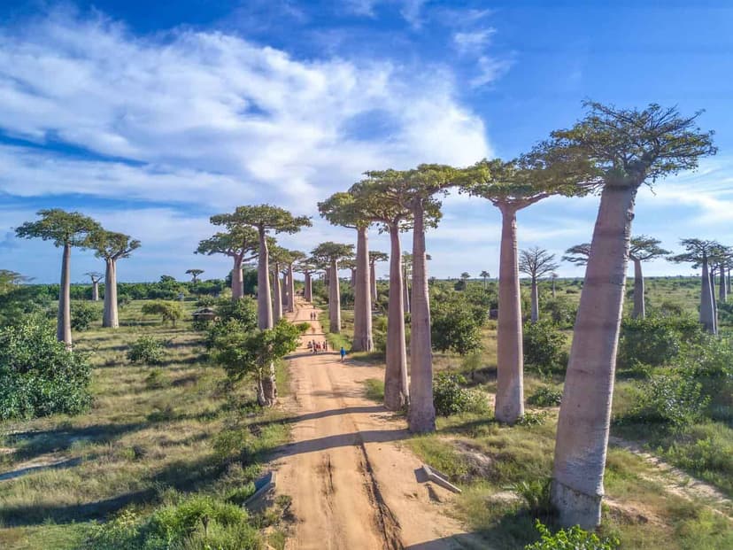 avenue_of_the_baobabs