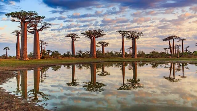 Image of avenue_of_the_baobabs