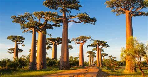 Image of avenue_of_the_baobabs