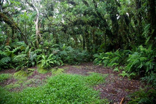 Image of mount_ntringui