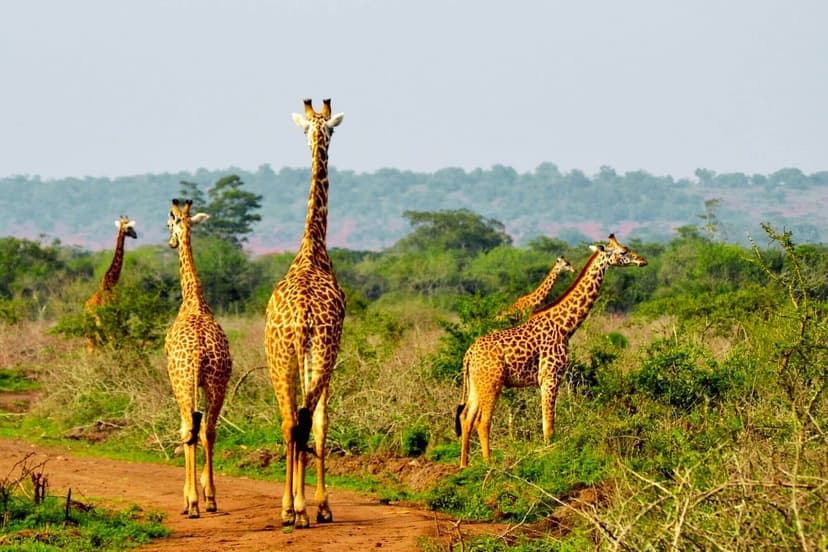 akagera_national_park