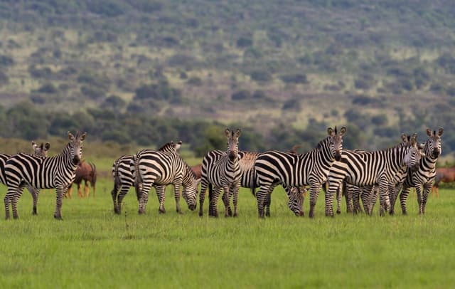 Image of akagera_national_park