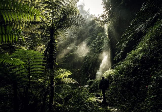 Image of nyungwe_forest_national_park