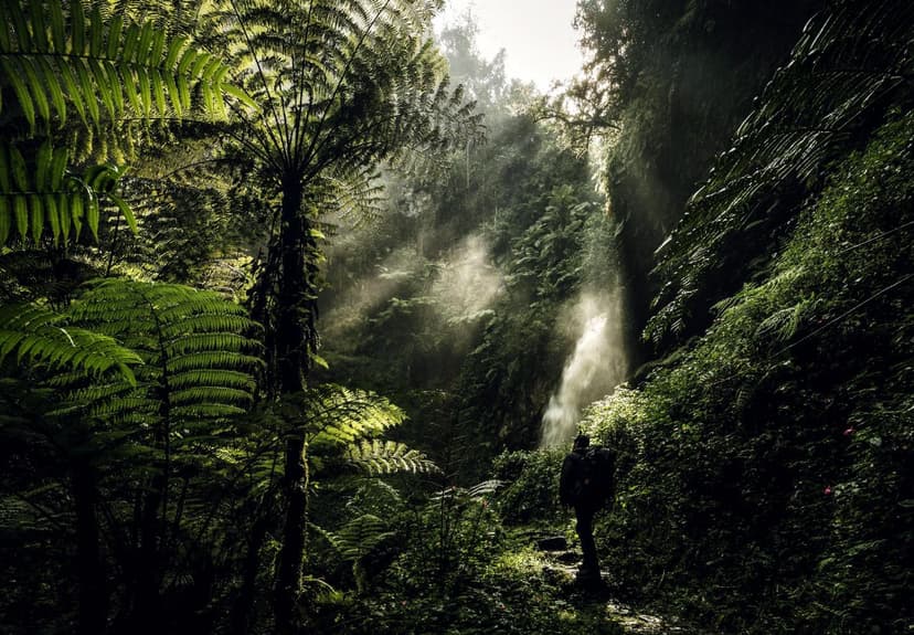 nyungwe_forest_national_park