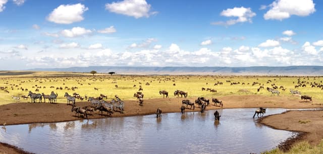 Image of maasai mara national reserve