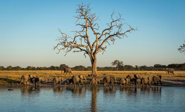Image of hwange_national_park