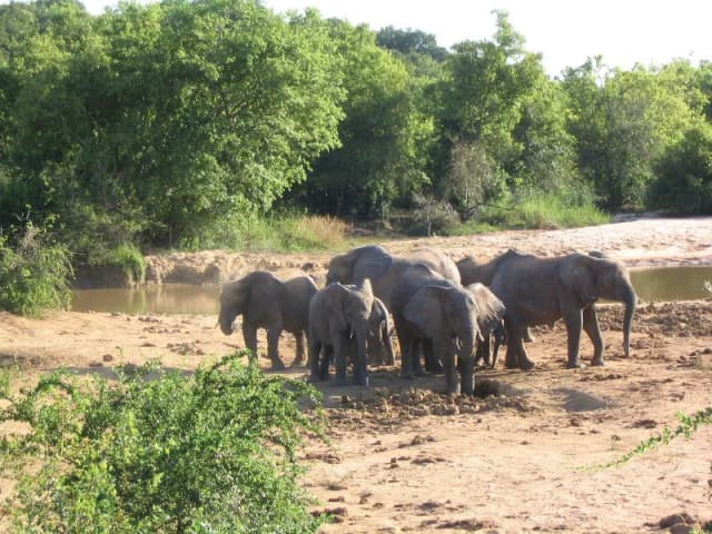 Image of yankari_national_park