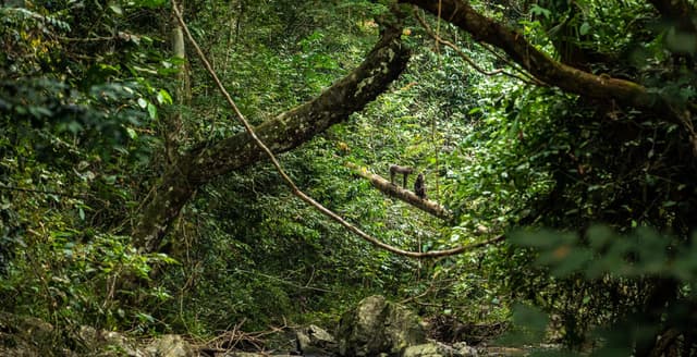 Image of lope_national_park