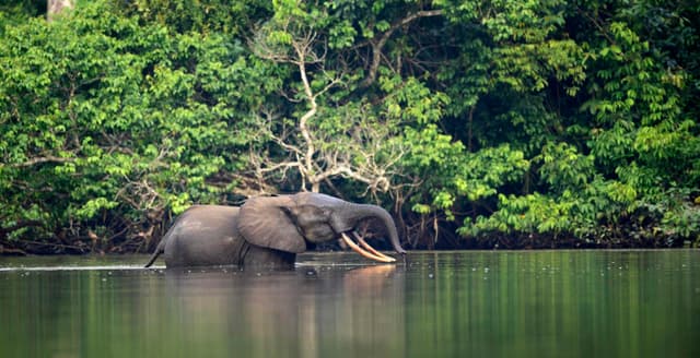 Image of odzala_kokoua_national_park
