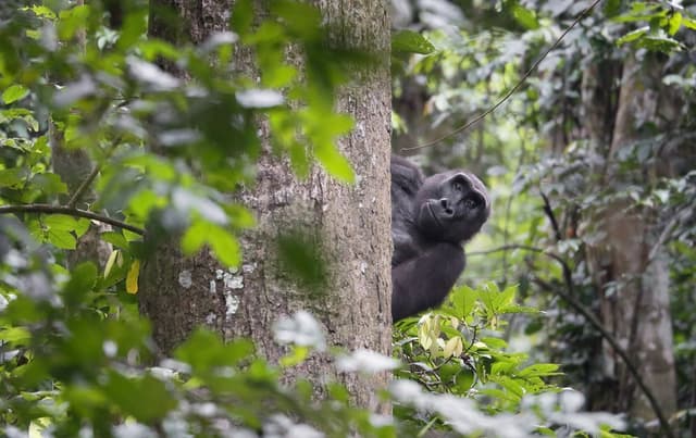 Image of dzanga_sangha_reserve