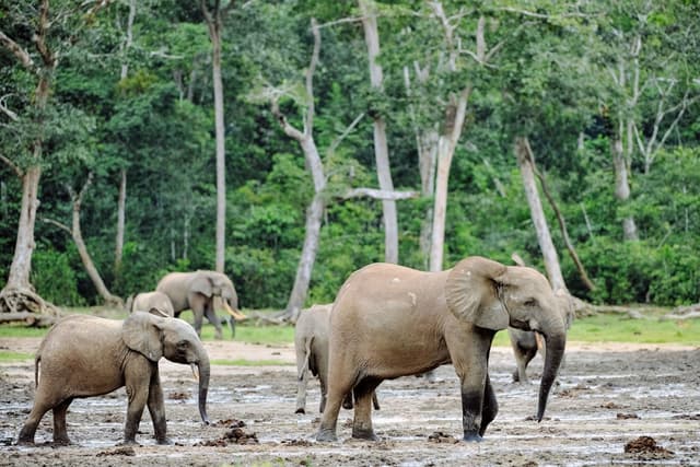 Image of dzanga_sangha_reserve