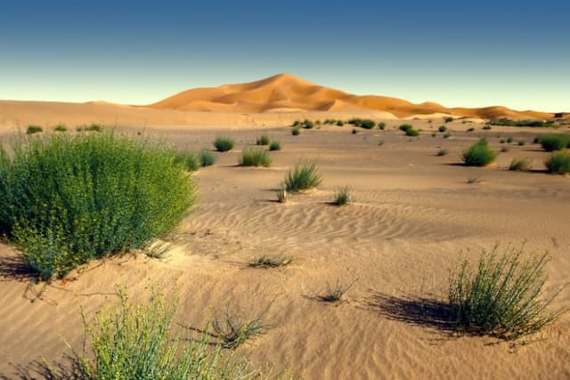 Image of sahara_desert