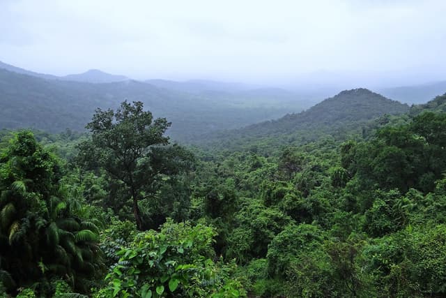 Image of nyungwe_forest_national_park
